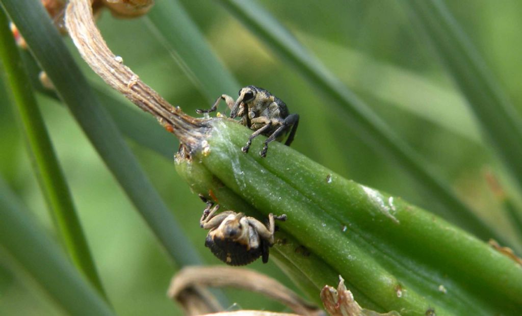 Curculionidae in giardino: Mononychus punctumalbum su Iris pseudacorus