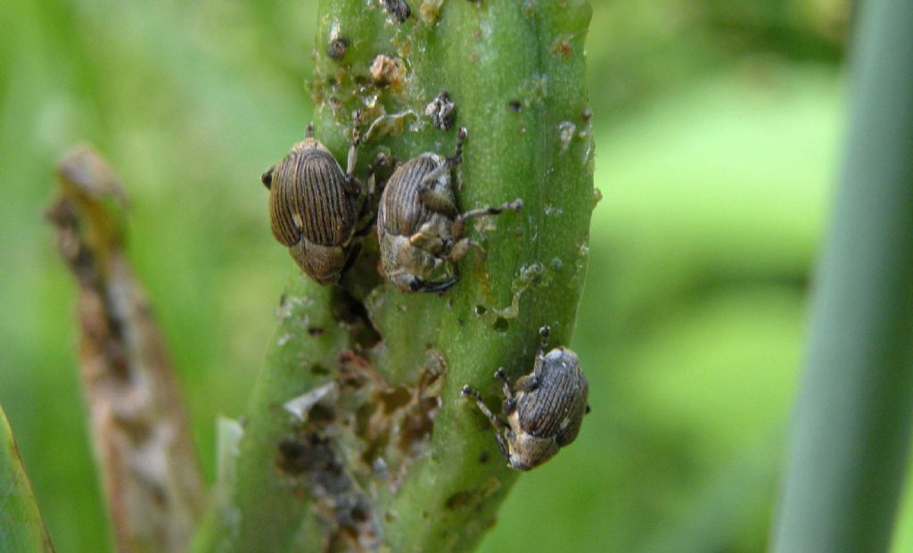 Curculionidae in giardino: Mononychus punctumalbum su Iris pseudacorus