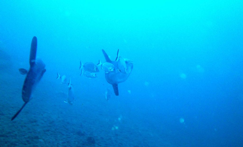 Mola mola a Portofino