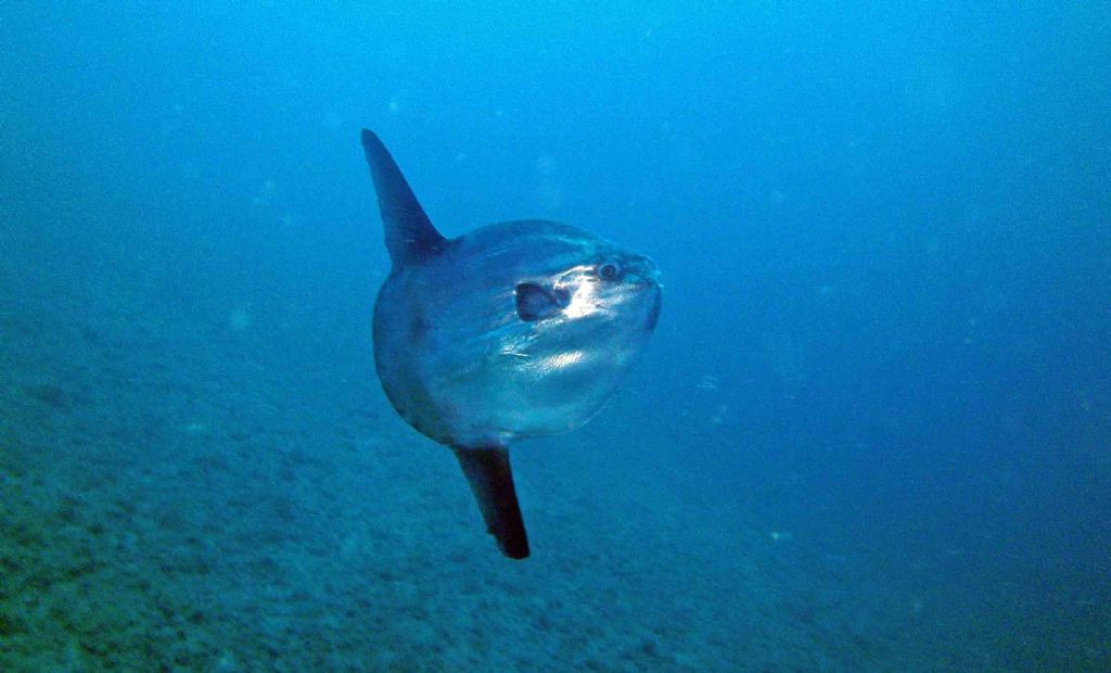 Mola mola a Portofino