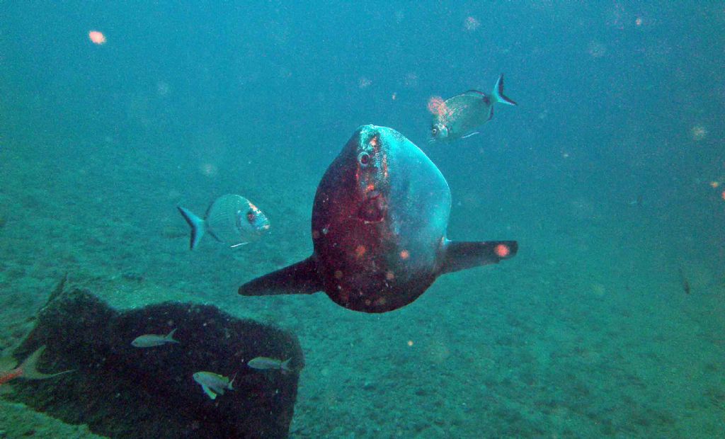 Mola mola a Portofino