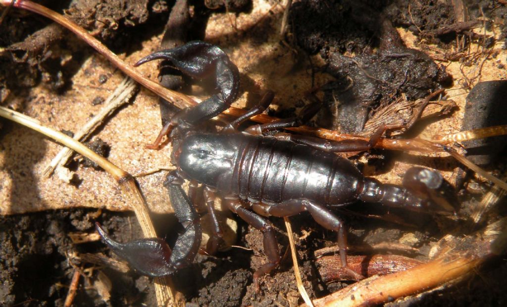 Euscorpius cf. concinnus da Vedriano (1)