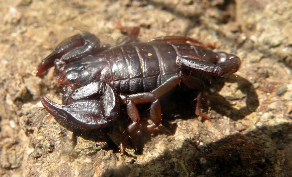 Euscorpius cf. concinnus da Vedriano (3)