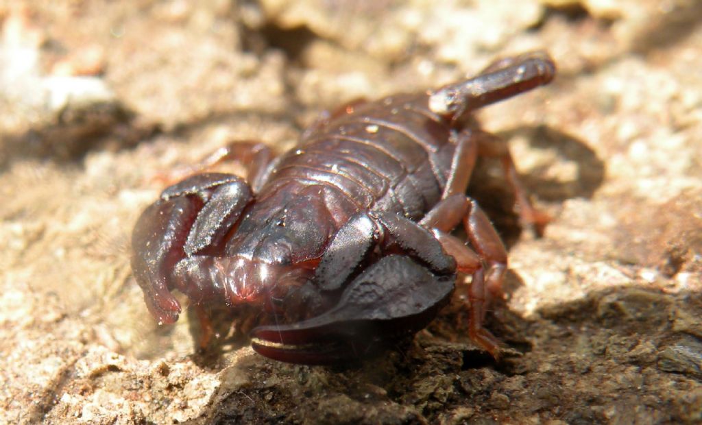 Euscorpius cf. concinnus da Vedriano (3)