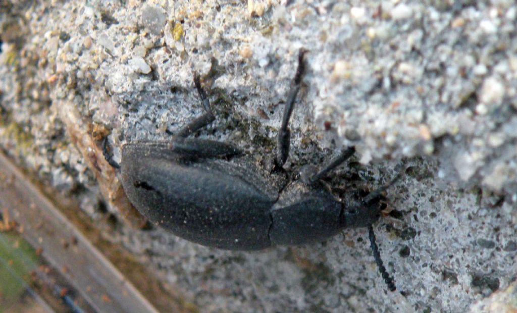 Coleottero greco e nero: Tenebrionidae, cfr. Dendarus sp.