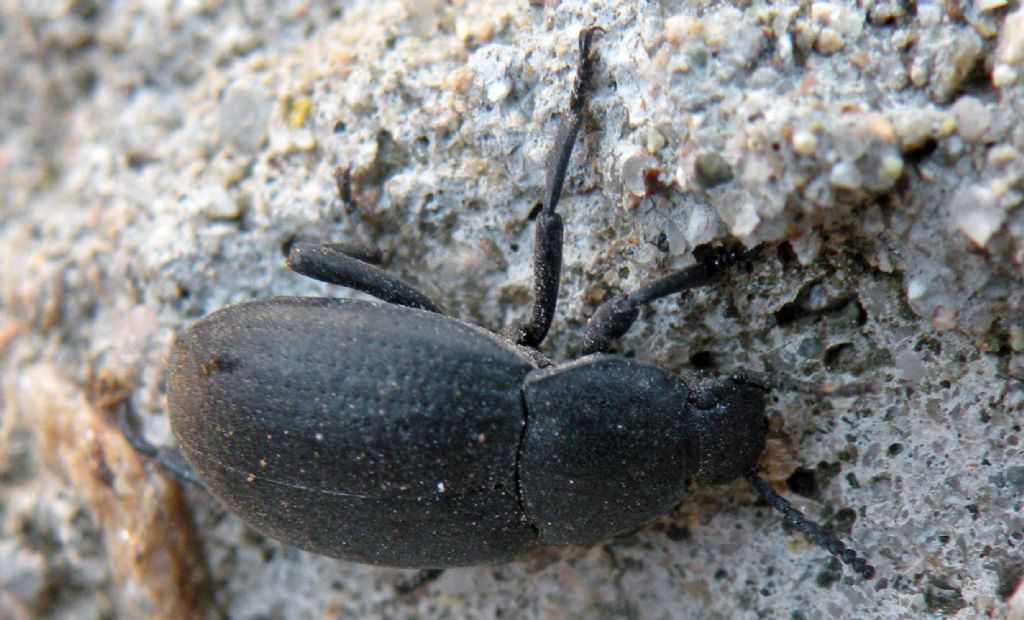 Coleottero greco e nero: Tenebrionidae, cfr. Dendarus sp.