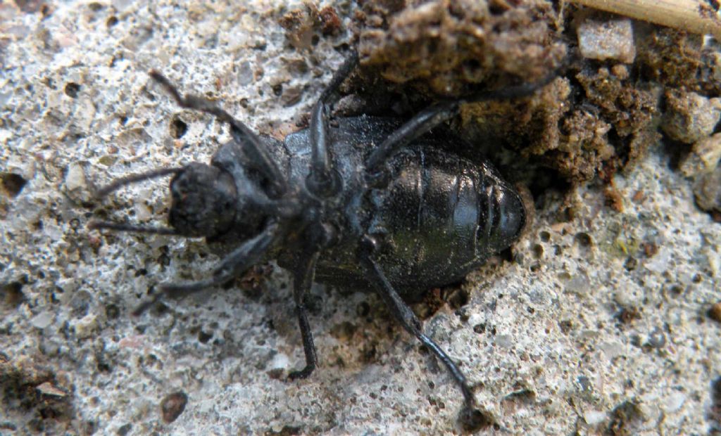 Coleottero greco e nero: Tenebrionidae, cfr. Dendarus sp.