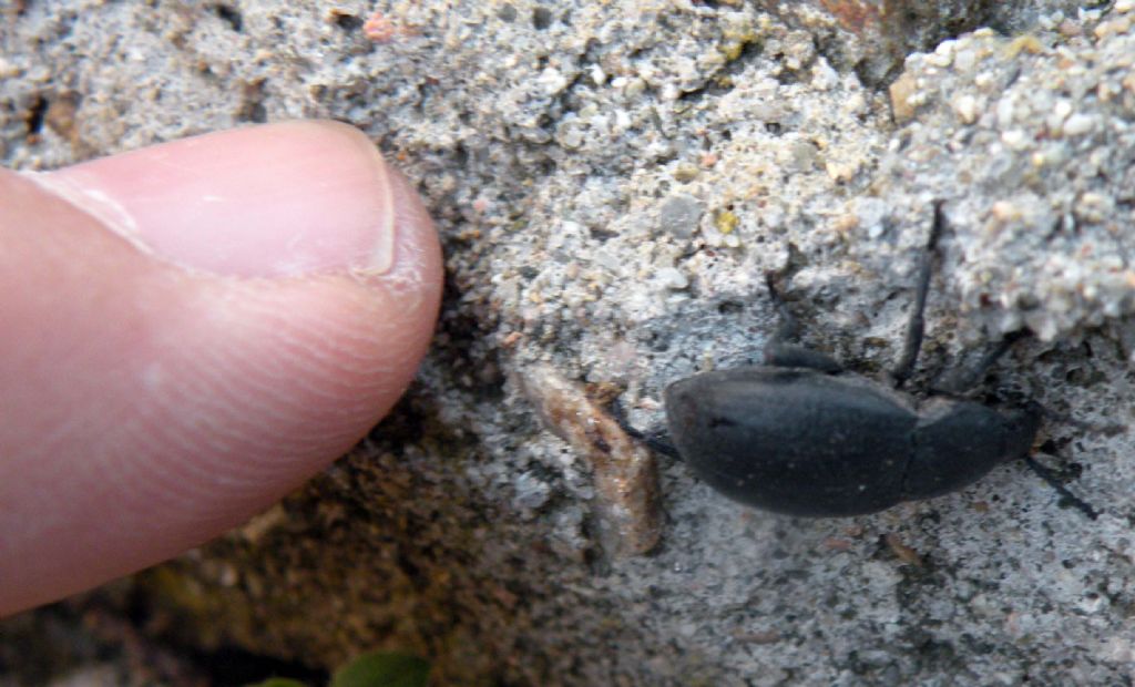 Coleottero greco e nero: Tenebrionidae, cfr. Dendarus sp.