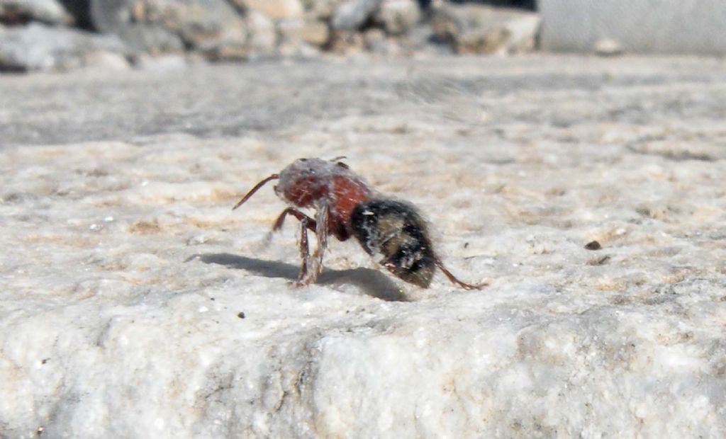 Mutilla quinquemaculata  (Mutillidae) scampata ad una brutta avventura...