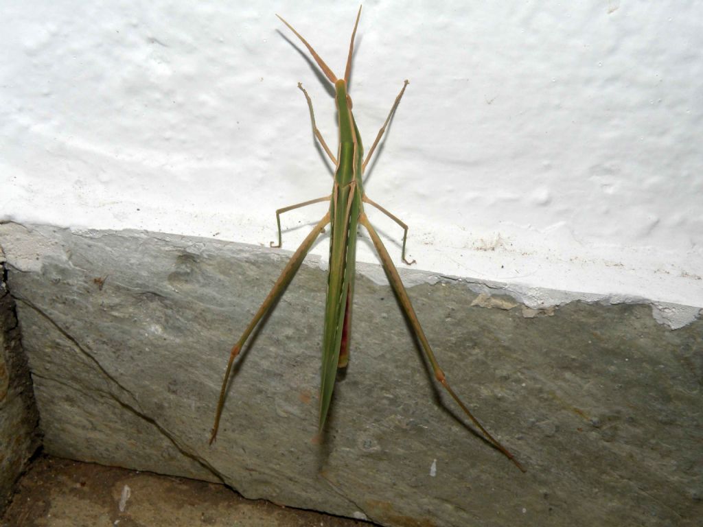 Truxalis nasuta dalla Grecia?