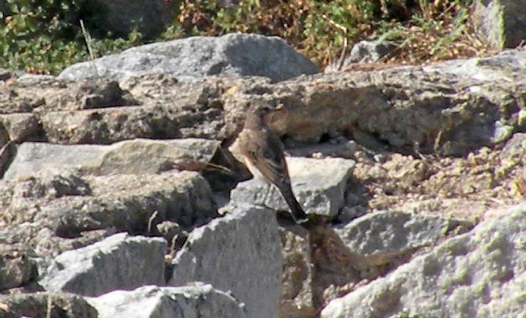 In Grecia, da lontano: giovane Culbianco (Oenanthe oenanthe)