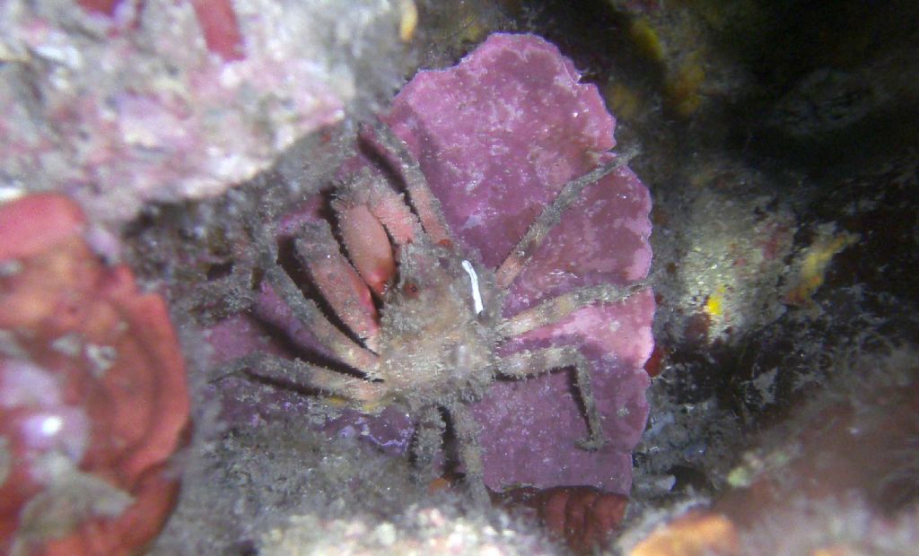 Che granchio ho preso?  Herbstia condyliata (Decapoda Epialtidae)