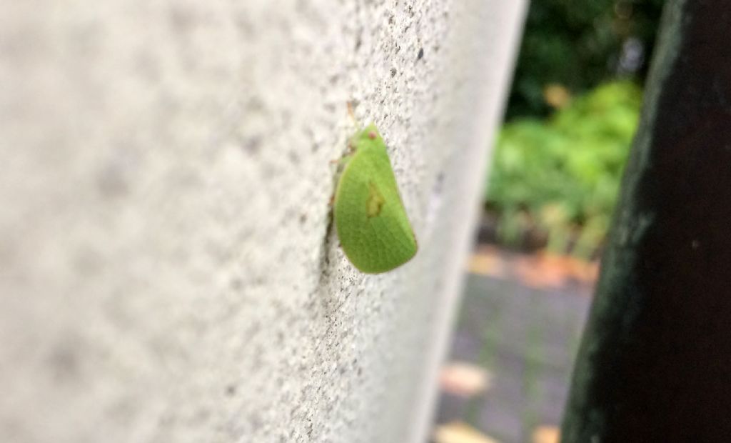 E'' arrivata anche nel mio giardino...l'' Acanalonia conica