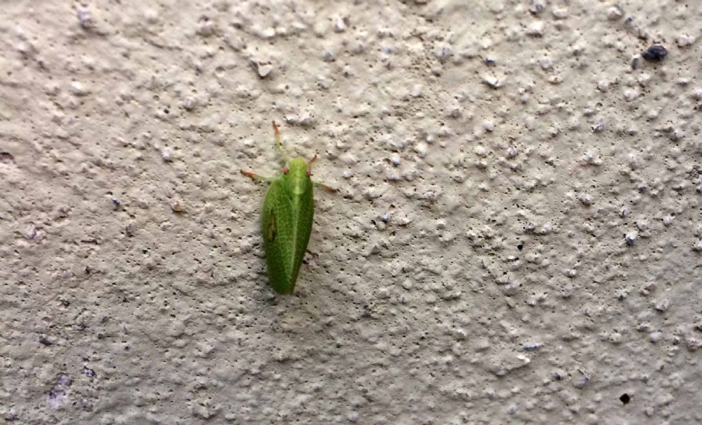 E'' arrivata anche nel mio giardino...l'' Acanalonia conica