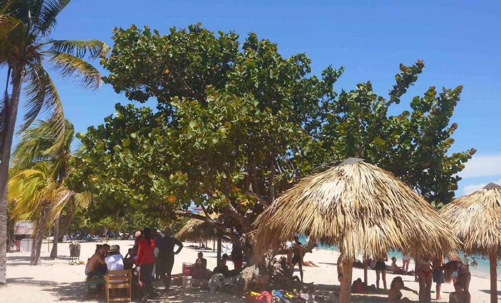 Da Cuba: Coccoloba uvifera (Polygonaceae)