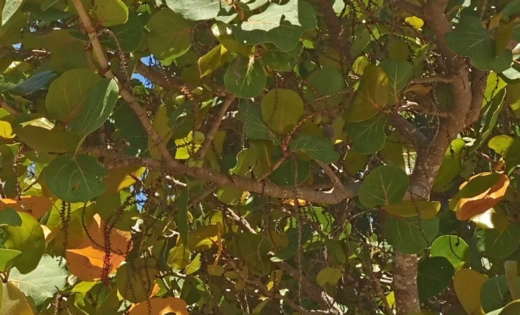 Da Cuba: Coccoloba uvifera (Polygonaceae)