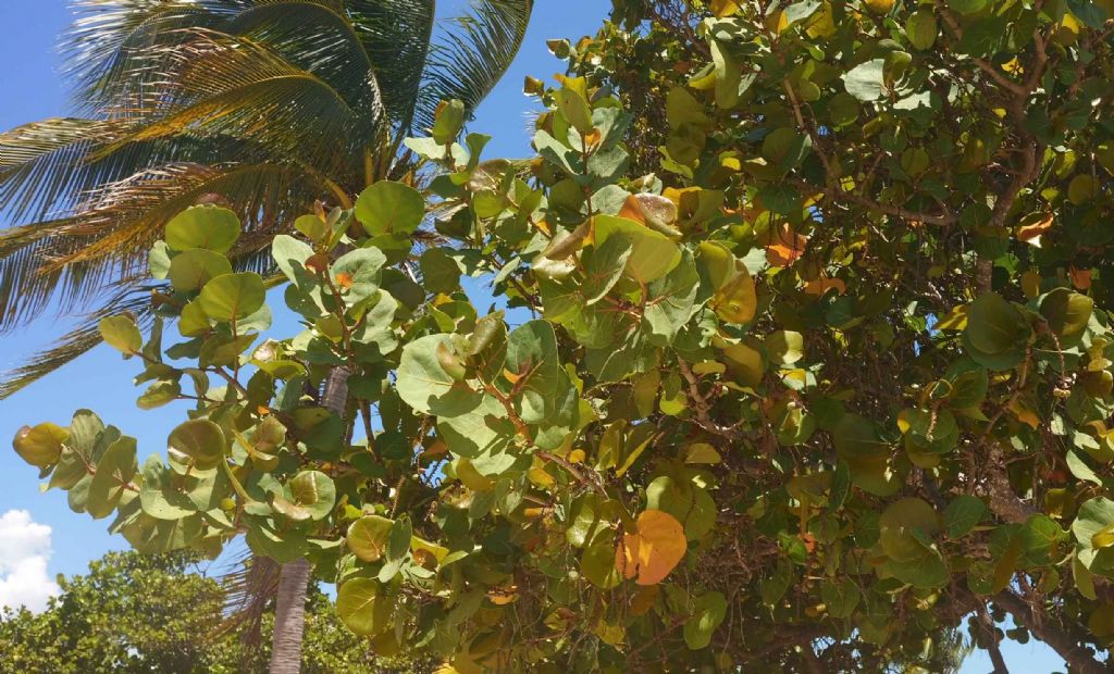 Da Cuba: Coccoloba uvifera (Polygonaceae)