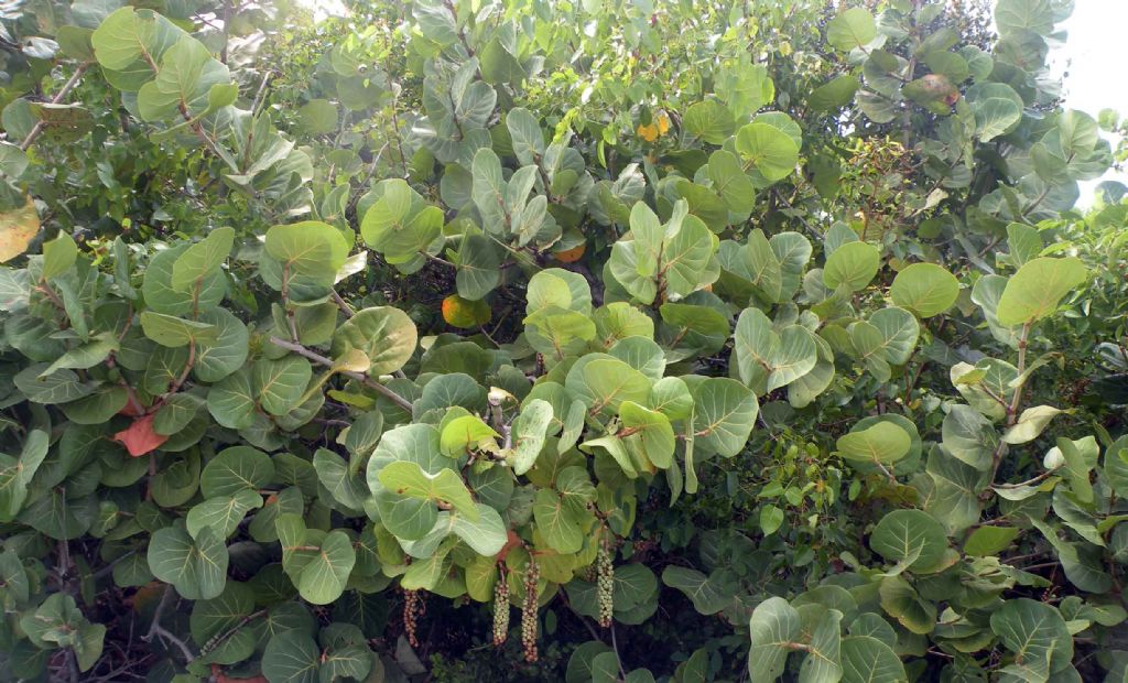 Da Cuba: Coccoloba uvifera (Polygonaceae)