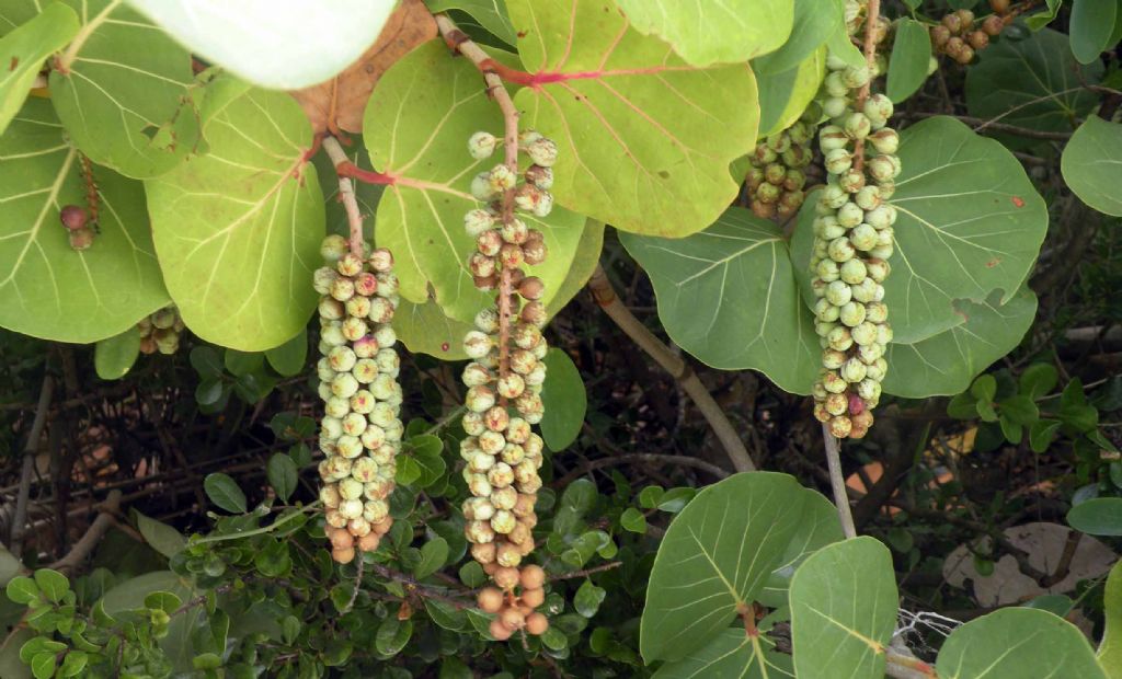 Da Cuba: Coccoloba uvifera (Polygonaceae)