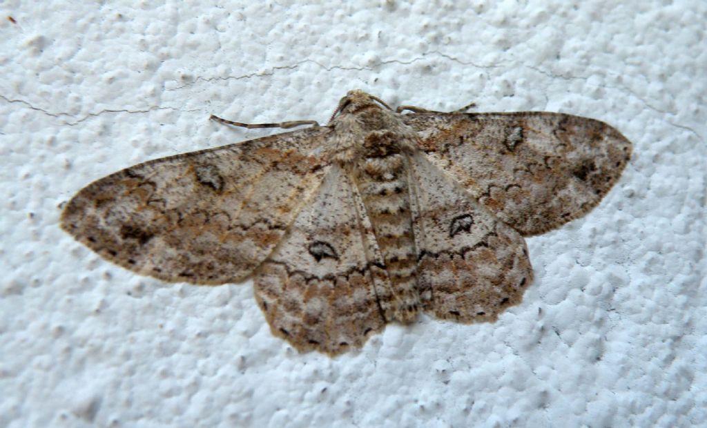 Un po'' per pigrizia: Ascotis selenaria - Geometridae