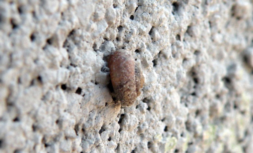 Trochulus hispidus o Xerotricha conspurcata?  Xerotricha conspurcata !