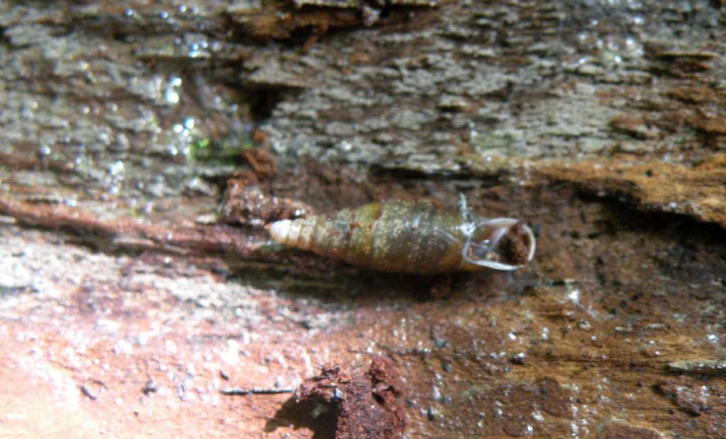 Clausiliidae dall''Appennino Reggiano