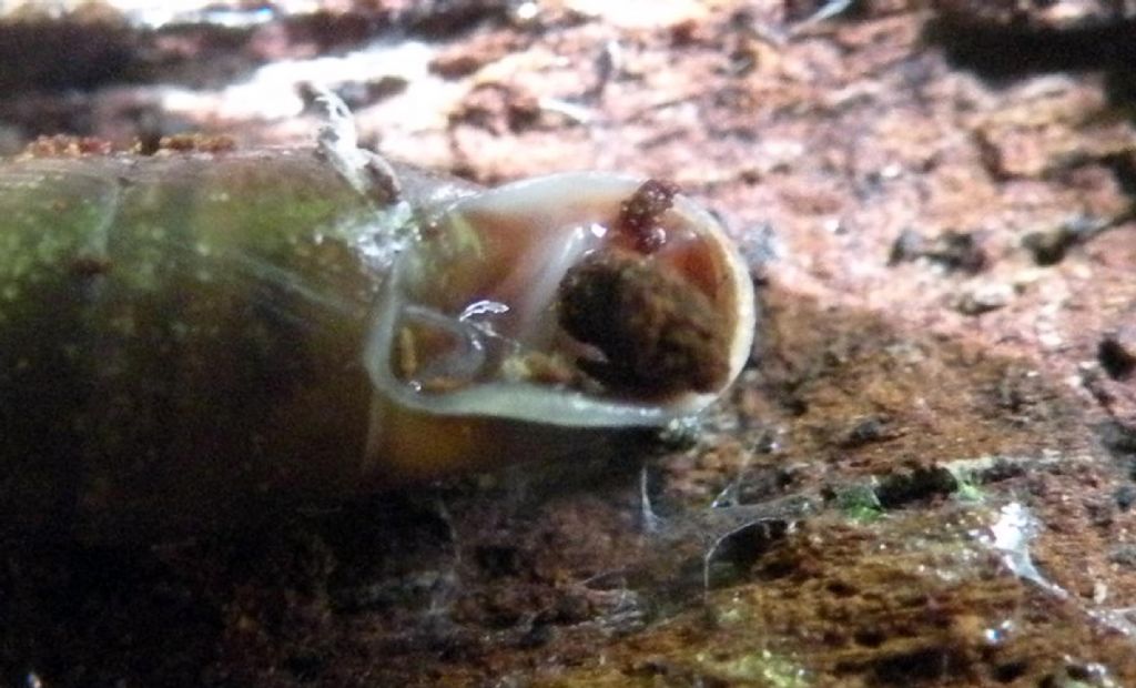 Clausiliidae dall''Appennino Reggiano