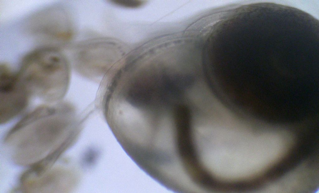 Dulciacquicola al microscopio