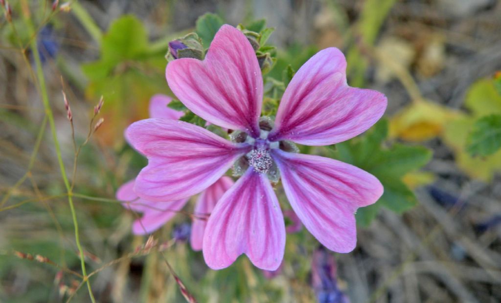 Malva sylvestris