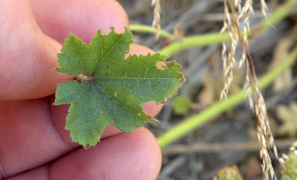 Malva sylvestris