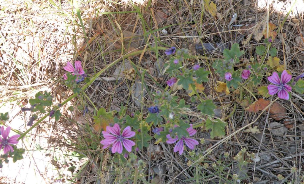 Malva sylvestris