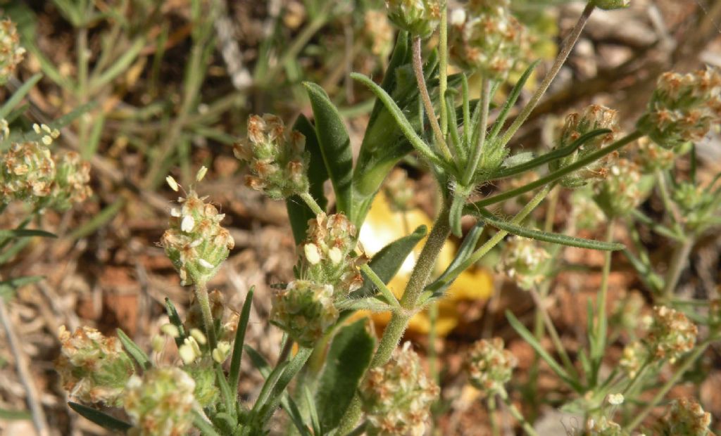 Plantago afra