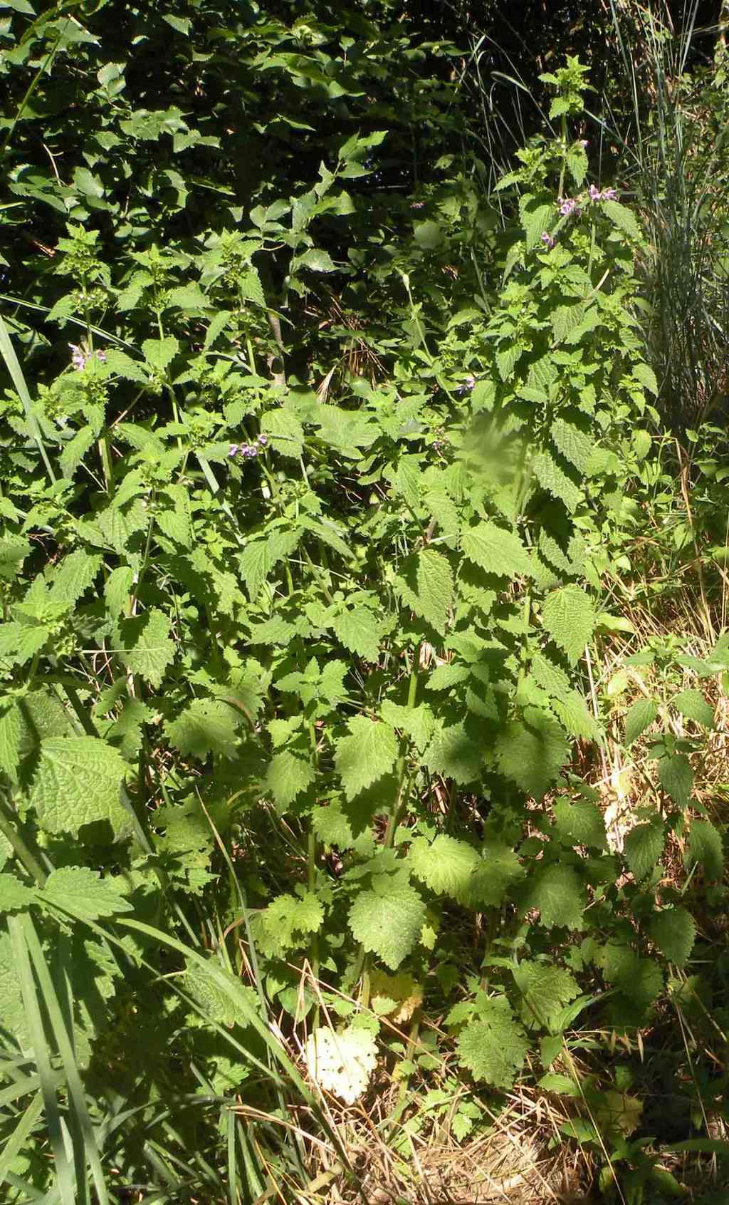 Una Lamiaceae: Ballota nigra? S !