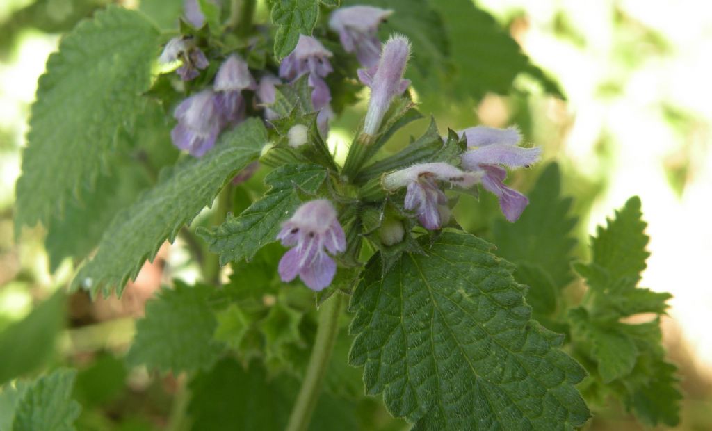 Una Lamiaceae: Ballota nigra? S !