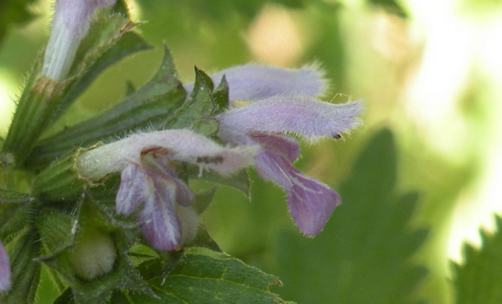 Una Lamiaceae: Ballota nigra? S !