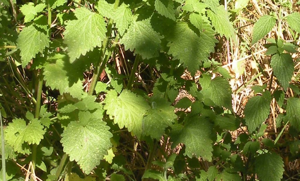 Una Lamiaceae: Ballota nigra? S !