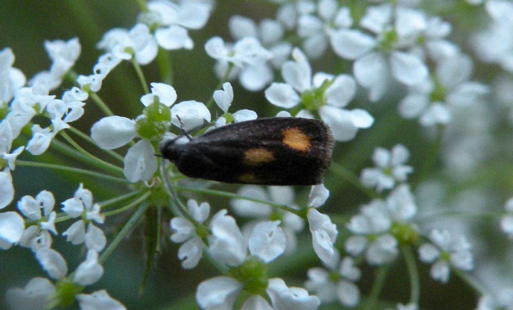 Oecophoridae o Epermeniidae?