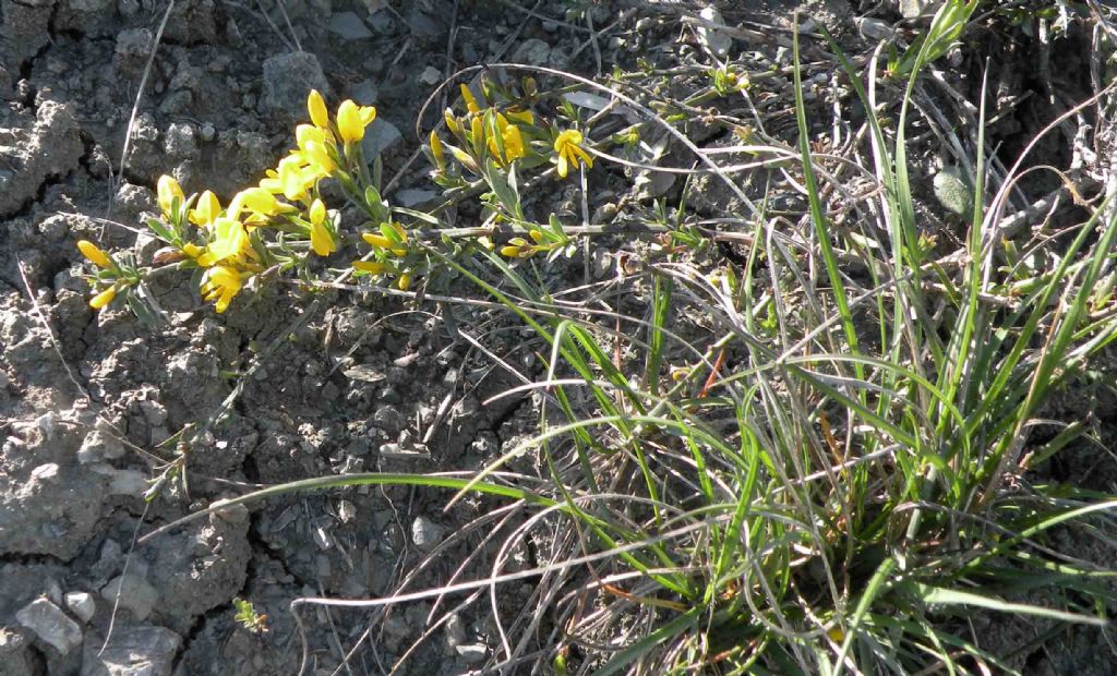 Leguminosa... forse Lotus sp?  No, Genista sp. (Fabaceae)