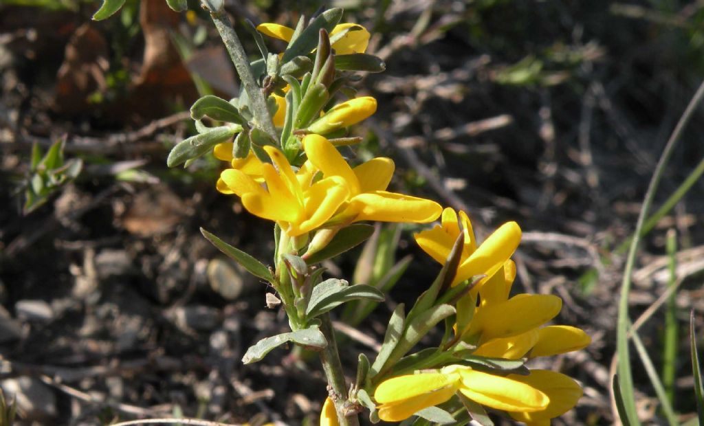 Leguminosa... forse Lotus sp?  No, Genista sp. (Fabaceae)