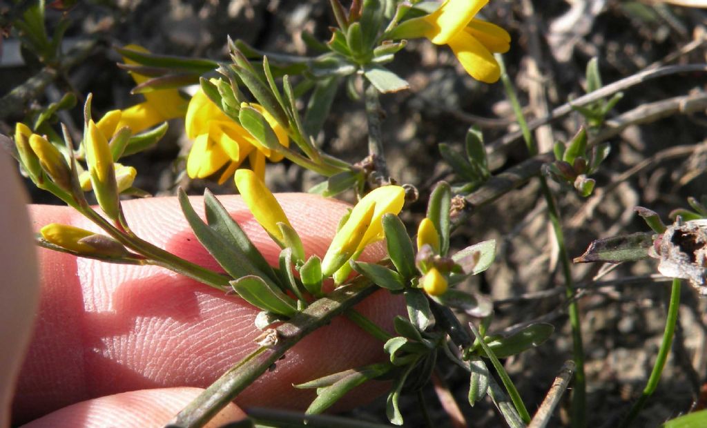 Leguminosa... forse Lotus sp?  No, Genista sp. (Fabaceae)