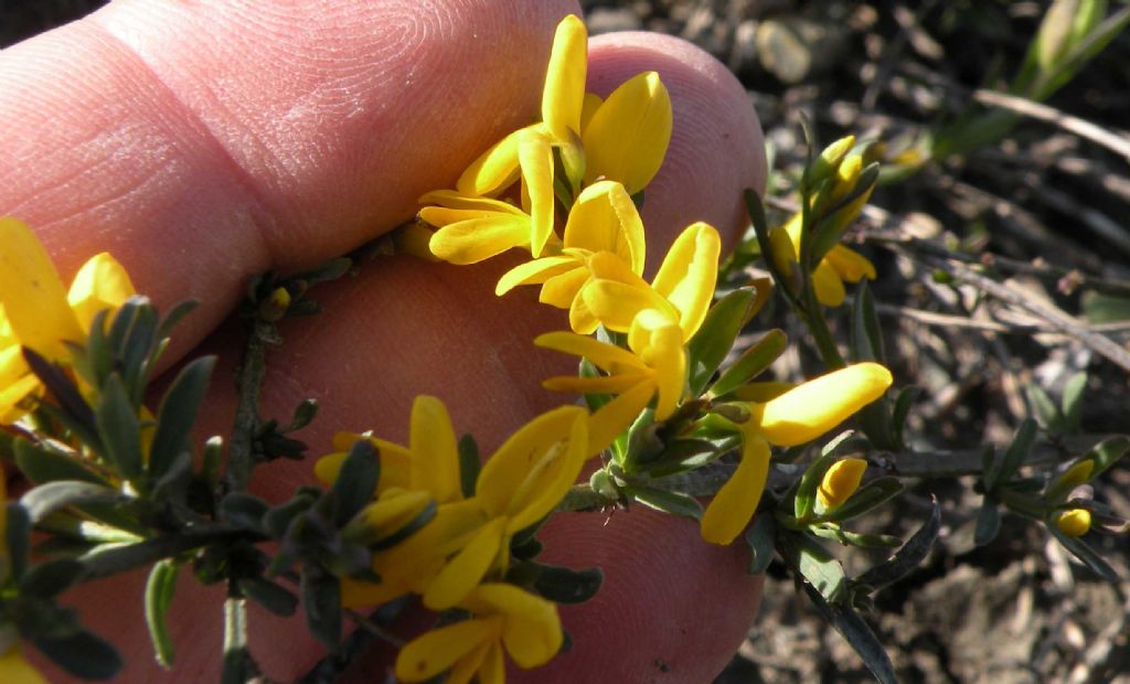 Leguminosa... forse Lotus sp?  No, Genista sp. (Fabaceae)