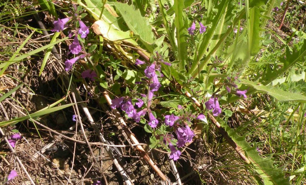 Dalla Valle d''Aosta: Ziziphora granatensis?