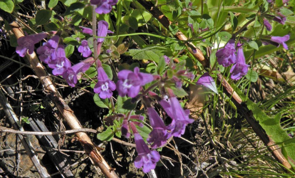 Dalla Valle d''Aosta: Ziziphora granatensis?