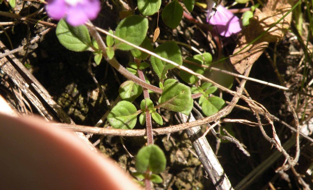 Dalla Valle d''Aosta: Ziziphora granatensis?