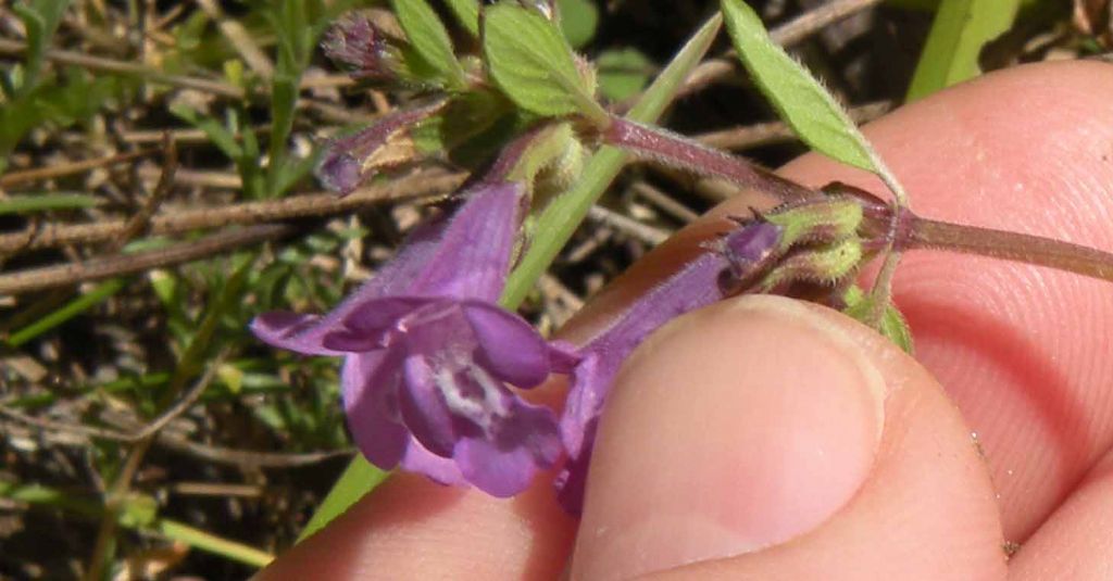 Dalla Valle d''Aosta: Ziziphora granatensis?