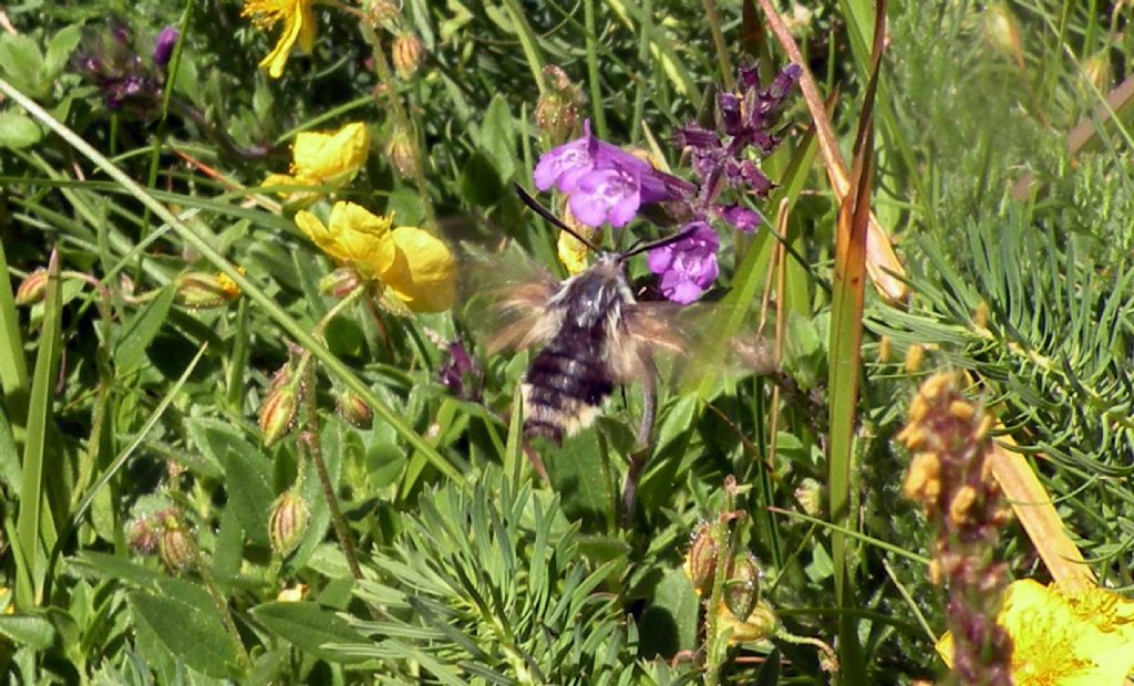 Quale Macroglossinae?  Hemaris tityus