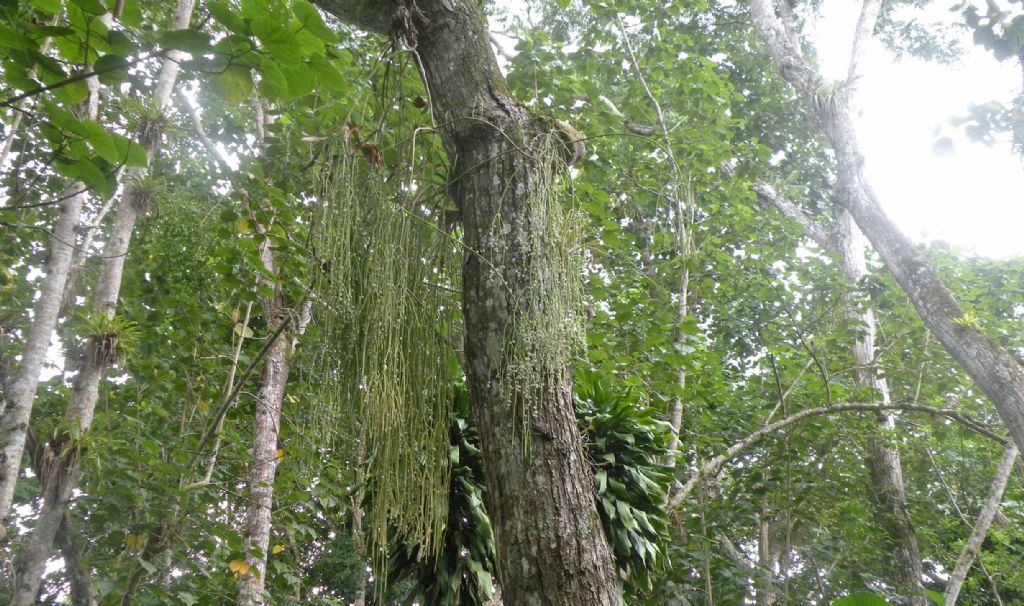 Nella giungla cubana: Psilotum complanatum ? No, Rhipsalis baccifera (Cactaceae)