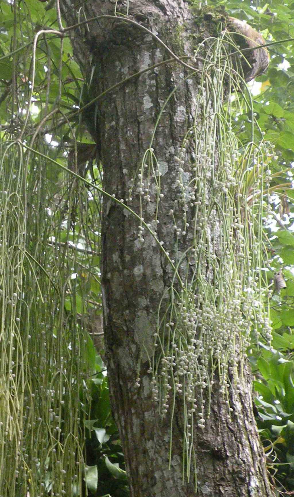 Nella giungla cubana: Psilotum complanatum ? No, Rhipsalis baccifera (Cactaceae)