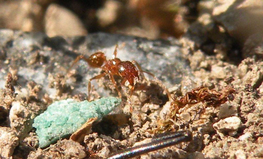 Pulizie di Pasqua in formicaio di Pheidole pallidula (cfr.)