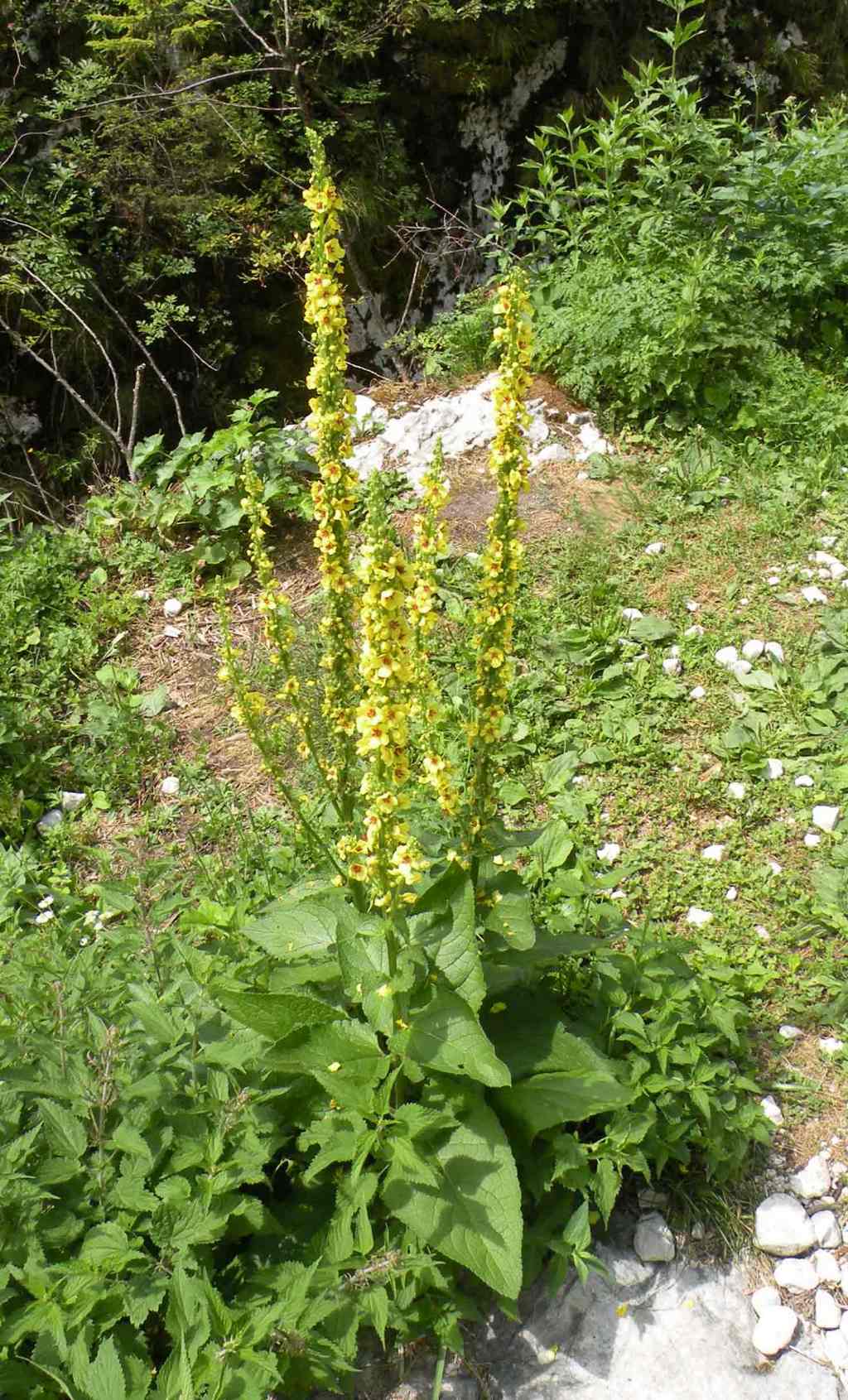 Dalla Slovenia: quale Verbascum?